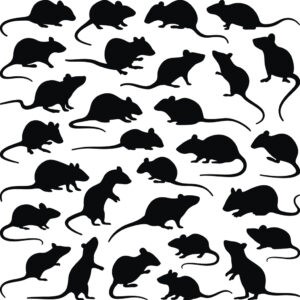 the Goldilocks Principle and rats